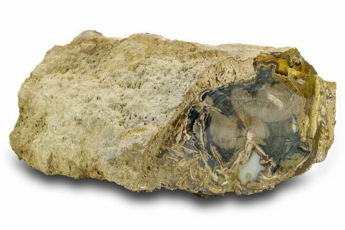Petrified Wood (Schinoxylon) Limb - Blue Forest, Wyoming #382241